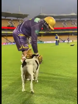 IPL 2024 Dog News