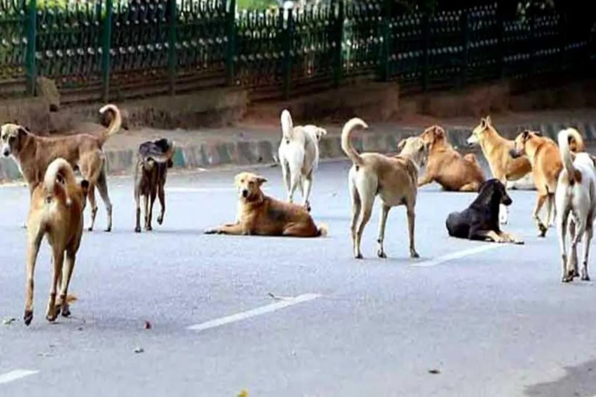 20250326075916_Stray-dog-menace