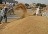 ਹਰਿਆਣਾ ਤੇ ਪੰਜਾਬ 'ਚ ਝੋਨੇ ਦਾ ਨਵਾਂ MSP ਰੇਟ ਕੀ ਹੈ?: ਕਿਸਾਨ ਪ੍ਰਦਰਸ਼ਨ ਦੀ ਅਸਲ ਵਜ੍ਹਾ
