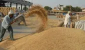 ਹਰਿਆਣਾ ਤੇ ਪੰਜਾਬ 'ਚ ਝੋਨੇ ਦਾ ਨਵਾਂ MSP ਰੇਟ ਕੀ ਹੈ?: ਕਿਸਾਨ ਪ੍ਰਦਰਸ਼ਨ ਦੀ ਅਸਲ ਵਜ੍ਹਾ