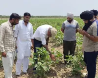 ਪੀਏਯੂ ਅਤੇ ਖੇਤੀਬਾੜੀ ਵਿਭਾਗ ਵੱਲੋਂ ਕਿਸਾਨਾਂ ਨੂੰ ਨਰਮਾ ਫਸਲ ਦੇ ਵਿਗਿਆਨਕ ਪ੍ਰਬੰਧਨ ਬਾਰੇ ਦਿੱਤੀ ਸਲਾਹ