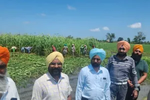 ਪਸ਼ੂਆਂ ਨੂੰ ਹਰਾ-ਚਾਰਾ ਪਹੁੰਚਾਉਣ ਲਈ ਖੇਤੀਬਾੜੀ ਤੇ ਪਸ਼ੂ ਪਾਲਣ ਵਿਭਾਗ ਨਿਭਾਅ ਰਿਹੈ ਅਹਿਮ ਜ਼ਿੰਮੇਵਾਰੀ