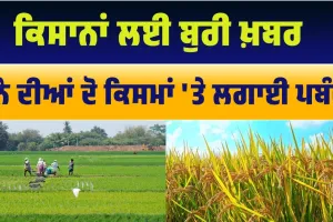 ਸਰਕਾਰ ਨੇ ਝੋਨੇ ਦੀਆਂ ਦੋ ਕਿਸਮਾਂ 'ਤੇ ਲਗਾਈ ਪਬੰਦੀ