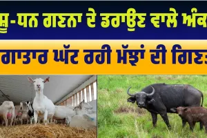ਪੰਜਾਬ ਲਈ ਚਿੰਤਾ ਦੀ ਖ਼ਬਰ ! ਪਸ਼ੂ ਧਨ-ਗਣਨਾ ਦੇ ਡਰਾਉਂਣੇ ਅੰਕੜੇ 