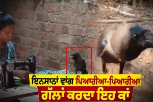 ਇਨਸਾਨਾਂ ਵਾਂਗ ਪਿਆਰੀਆ-ਪਿਆਰੀਆ ਗੱਲਾਂ ਕਰਦਾ ਇਹ ਕਾਂ, 