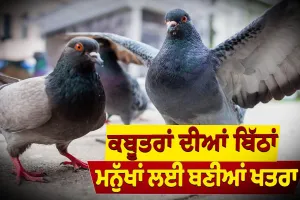 ਕਬੂਤਰਾਂ ਨੂੰ ਦਾਣਾ ਪਾਉਣ ਵਾਲੇ ਹੋ ਜਾਉ ਸਾਵਧਾਨ, ਹੋ ਸਕਦੀ ਹੈ ਖਤਰਨਾਕ ਬਿਮਾਰੀ !