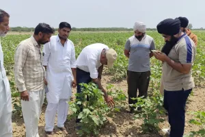 ਪੀਏਯੂ ਅਤੇ ਖੇਤੀਬਾੜੀ ਵਿਭਾਗ ਵੱਲੋਂ ਕਿਸਾਨਾਂ ਨੂੰ ਨਰਮਾ ਫਸਲ ਦੇ ਵਿਗਿਆਨਕ ਪ੍ਰਬੰਧਨ ਬਾਰੇ ਦਿੱਤੀ ਸਲਾਹ