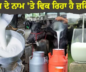 ਦੁੱਧ ਦੇ ਨਾਮ 'ਤੇ ਵਿਕ ਰਿਹਾ ਹੈ ਜ਼ਹਿਰ