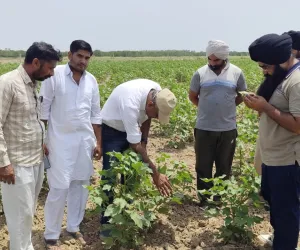 ਪੀਏਯੂ ਅਤੇ ਖੇਤੀਬਾੜੀ ਵਿਭਾਗ ਵੱਲੋਂ ਕਿਸਾਨਾਂ ਨੂੰ ਨਰਮਾ ਫਸਲ ਦੇ ਵਿਗਿਆਨਕ ਪ੍ਰਬੰਧਨ ਬਾਰੇ ਦਿੱਤੀ ਸਲਾਹ