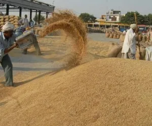 ਹਰਿਆਣਾ ਤੇ ਪੰਜਾਬ 'ਚ ਝੋਨੇ ਦਾ ਨਵਾਂ MSP ਰੇਟ ਕੀ ਹੈ?: ਕਿਸਾਨ ਪ੍ਰਦਰਸ਼ਨ ਦੀ ਅਸਲ ਵਜ੍ਹਾ