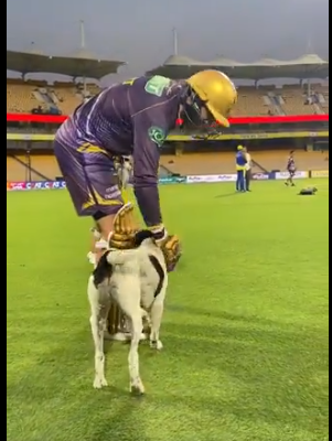 IPL 2024 Dog News