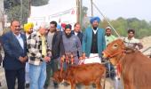 ਗਾਂ ਲੋੜਵੰਦ ਪਰਿਵਾਰਾਂ ਲਈ ਬਣੇਗੀ ਰੁਜ਼ਗਾਰ ਦਾ ਸਾਧਨ -ਧਾਲੀਵਾਲ