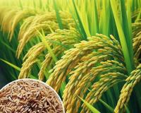 ਝੋਨੇ ਦੀ ਚੁਕਾਈ 100 ਲੱਖ ਮੀਟ੍ਰਿਕ ਟਨ ਤੋਂ ਪਾਰ