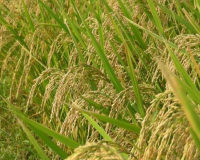 ਕਿਸਾਨ ਹਿਤੈਸ਼ੀ ਫੈਸਲਾ: ਮਾਨ ਸਰਕਾਰ ਵੱਲੋਂ ਝੋਨੇ ਦੀ ਲਵਾਈ ਦੀਆਂ ਤਾਰੀਖਾਂ ਵਿੱਚ ਬਦਲਾਅ