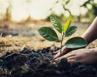 ਜੰਗਲਾਤ ਵਿਭਾਗ ਨੇ ਸੂਬੇ ਵਿੱਚ ਜੰਗਲਾਂ ਅਤੇ ਰੁੱਖਾਂ ਦੇ ਰਕਬੇ ਨੂੰ ਵਧਾਉਣ ਲਈ 12 ਲੱਖ ਤੋਂ ਵੱਧ ਬੂਟੇ ਲਗਾਏ