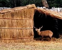 ਜੰਗਲਾਤ ਤੇ ਜੰਗਲੀ ਜੀਵ ਸੁਰੱਖਿਆ ਵਿਭਾਗ ਨੇ ਛੱਤਬੀੜ ਚਿੜੀਆਘਰ ਵਿਖੇ ਜਾਨਵਰਾਂ ਨੂੰ ਠੰਢ ਤੋਂ ਬਚਾਉਣ ਲਈ ਕੀਤੇ ਵਿਸ਼ੇਸ਼ ਪ੍ਰਬੰਧ