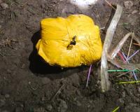 ਅੰਮ੍ਰਿਤਸਰ ਵਿੱਚ ਡਰੋਨ ਰਾਹੀਂ ਭੇਜੀ 12 ਕਿਲੋਗ੍ਰਾਮ ਹੈਰੋਇਨ ਦੀ ਖੇਪ ਬਰਾਮਦ