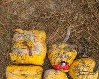 ਅੰਮ੍ਰਿਤਸਰ ਵਿੱਚ 20 ਕਿਲੋਗ੍ਰਾਮ ਹੈਰੋਇਨ ਬਰਾਮਦ, ਮੁੱਖ ਸੰਚਾਲਕ ਸਮੇਤ ਚਾਰ ਮੁਲਜ਼ਮ ਗ੍ਰਿਫਤਾਰ