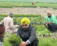 ਸੰਦੋੜ ਦਾ ਕਿਸਾਨ ਤੀਰਥ ਸਿੰਘ ਬਣਿਆ ਫਸਲੀ ਵਿਭਿੰਨਤਾ ਦਾ ਚਾਨਣ ਮੁਨਾਰਾ