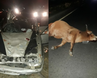 ਰਾਜਸਥਾਨ ਵਿੱਚ ਹਾਦਸਾ: ਗਾਂ ਨੂੰ ਬਚਾਉਣ ਦੀ ਕੋਸ਼ਿਸ਼ 'ਚ ਡਰਾਈਵਰ ਹੋਇਆ ਸ਼ਿਕਾਰ