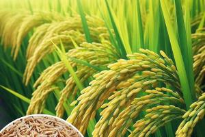 150 ਲੱਖ ਮੀਟਰਿਕ ਟਨ ਦੇ ਨੇੜੇ ਪੁੱਜੀ ਝੋਨੇ ਦੀ ਆਮਦ; 144 ਲੱਖ ਮੀਟਰਿਕ ਟਨ ਦਾ ਅੰਕੜਾ ਪਾਰ ਕੀਤਾ