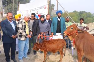 ਗਾਂ ਲੋੜਵੰਦ ਪਰਿਵਾਰਾਂ ਲਈ ਬਣੇਗੀ ਰੁਜ਼ਗਾਰ ਦਾ ਸਾਧਨ -ਧਾਲੀਵਾਲ