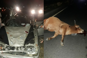 ਰਾਜਸਥਾਨ ਵਿੱਚ ਹਾਦਸਾ: ਗਾਂ ਨੂੰ ਬਚਾਉਣ ਦੀ ਕੋਸ਼ਿਸ਼ 'ਚ ਡਰਾਈਵਰ ਹੋਇਆ ਸ਼ਿਕਾਰ