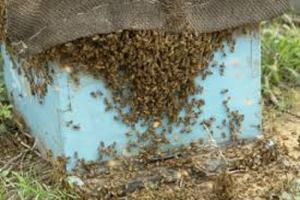 ਮੋਹਾਲੀ ਦੇ ਸਕੂਲ ਵਿੱਚ ਮਧੂ-ਮੱਖੀਆਂ ਦਾ ਹਮਲਾ: ਮੈਦਾਨ 'ਚ ਖੇਡ ਰਹੇ 40 ਬੱਚਿਆਂ ਨੂੰ ਮਾਰੇ ਡੰਗ, ਮਾਪਿਆਂ ਨੇ ਕੀਤਾ ਹੰਗਾਮਾ