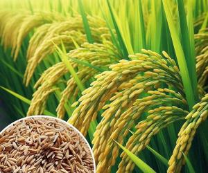 150 ਲੱਖ ਮੀਟਰਿਕ ਟਨ ਦੇ ਨੇੜੇ ਪੁੱਜੀ ਝੋਨੇ ਦੀ ਆਮਦ; 144 ਲੱਖ ਮੀਟਰਿਕ ਟਨ ਦਾ ਅੰਕੜਾ ਪਾਰ ਕੀਤਾ