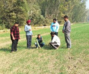 ਮੁੱਖ ਖੇਤੀਬਾੜੀ ਅਫ਼ਸਰ ਵੱਲੋਂ ਪਿੰਡ ਕੋਟੜਾ ਕਲਾਂ, ਭੀਖੀ, ਢੈਪਈ ਤੇ ਜੱਸੜਵਾਲ ਵਿਚ ਕਣਕ ਦੀ ਫ਼ਸਲ ਦਾ ਨਿਰੀਖਣ