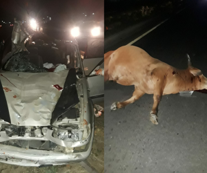 ਰਾਜਸਥਾਨ ਵਿੱਚ ਹਾਦਸਾ: ਗਾਂ ਨੂੰ ਬਚਾਉਣ ਦੀ ਕੋਸ਼ਿਸ਼ 'ਚ ਡਰਾਈਵਰ ਹੋਇਆ ਸ਼ਿਕਾਰ